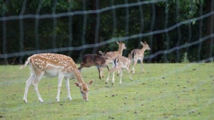 Tiergehege und Spielplatz